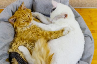 Yumuşak kedi yataklarında yatan iki kedi.