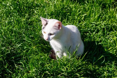 Çayırdaki yeşil çimenlikteki sevimli kedi