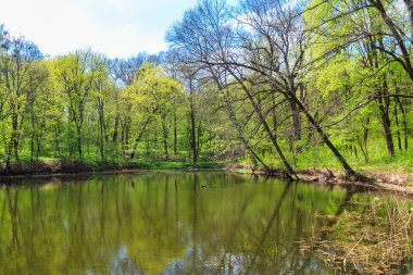 Yeşil bir ormanda güzel bir göl manzarası