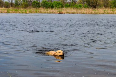 Şirin labrador av köpeği nehirde yüzüyor.