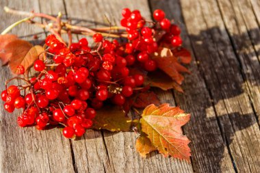 Kırsal ahşap arka planda kırmızı viburnum meyveleri