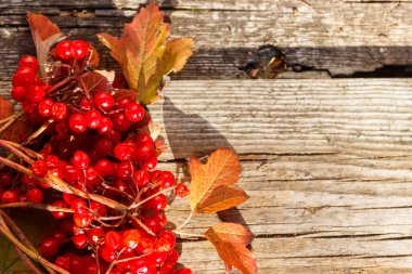 Kırsal ahşap arka planda kırmızı viburnum böğürtlen. Üst görünüm, alanı kopyala