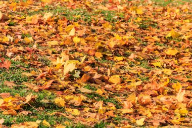 Sonbahar akçaağaç yapraklarının arka planı