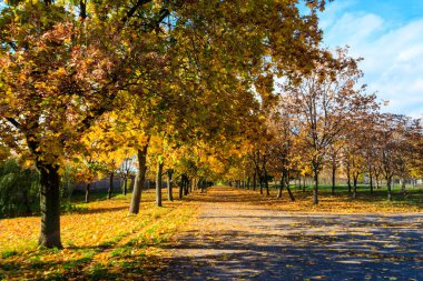 Sonbaharda şehir parkında sarı akçaağaçlarla dolu bir sokak.