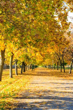 Sonbaharda şehir parkında sarı akçaağaçlarla dolu bir sokak.