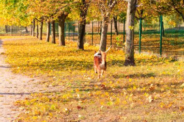Sonbahar parkında koşan Avustralyalı çoban