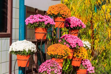 Renkli kasımpatılar Parktaki saksılarda çiçekler