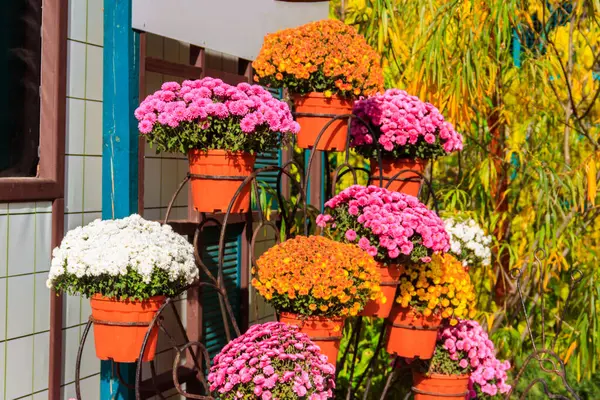 Renkli kasımpatılar Parktaki saksılarda çiçekler