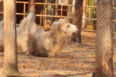 Çayırdaki büyük kahverengi hörgüçlü deve.