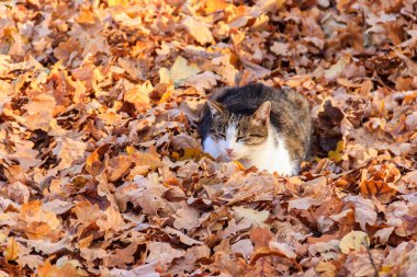 Parkta düşen sonbahar yaprakları