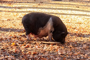 Çiftlikte yürüyen koca bir domuz
