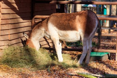 Kiang (Equus kiang), also known Tibetan wild ass, khyang and gorkhar
