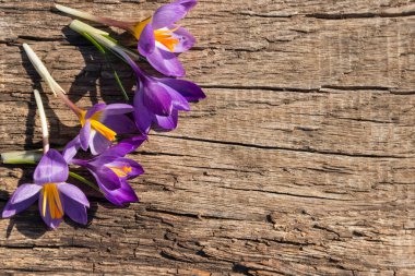 Kırsal ahşap arka planda mor kır çiçekleri. Bahar çiçekleri. Sevgililer Günü, Kadınlar Günü ve Anneler Günü için tebrik kartı. Üst görünüm, alanı kopyala