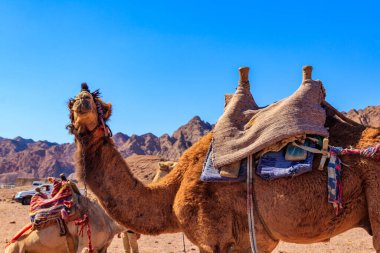 Mısır 'ın Sina Çölü' nde geleneksel bedeveler.