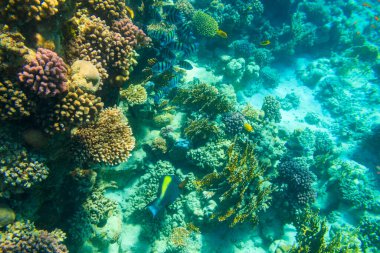 Kızıl Deniz 'deki mercan resiflerinde farklı tropikal balıklar Ras Mohammed ulusal parkında, Sina yarımadasında Mısır' da.