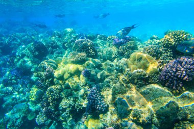 Sohal cerrah balığı (Acanthurus sohal) ya da sohal tang, Kızıl Deniz 'e özgü bir balık türü. Ras Mohammed Ulusal Parkı 'ndaki Kızıl Deniz' de mercan resifinde Sohal cerrah balığı. Mısır 'daki Sina Yarımadası