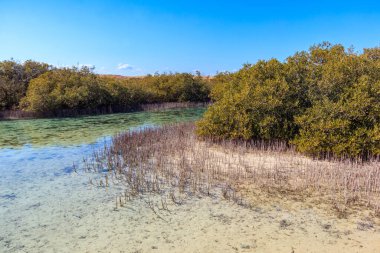 Ras Mohammed Ulusal Parkı 'ndaki Mangrove ağaçları, Mısır' daki Sina Yarımadası
