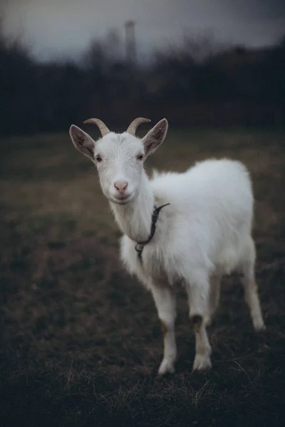Uma Ovelha Branca Fazenda — Fotografia de Stock