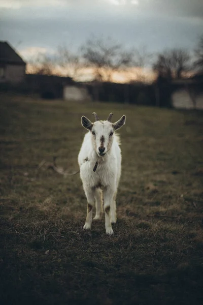 Белая Овца Ферме — стоковое фото