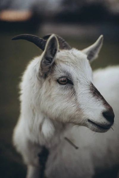 Белая Овца Ферме — стоковое фото