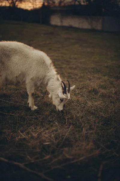 Ein Weißes Schaf Auf Dem Bauernhof — Stockfoto