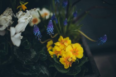 Bir tencerede güzel bahar çiçekleri