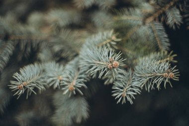 Doğadaki çam ağaçlarının dallarını kapatın.