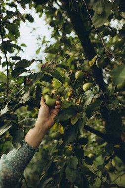 Kadın bahçede elma topluyor. elma hasatı.
