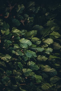 koyu yeşil yaprakların koyu arkaplanı, klasik tonlu görüntü, eski tarz