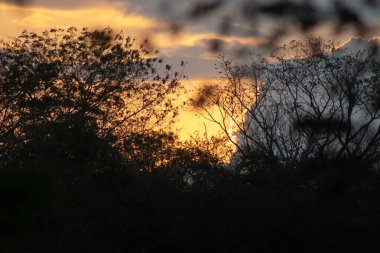 Betulia 'da günbatımı, Sucre