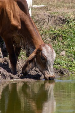 Kırsaldaki bir çiftlikteki su birikintisinden inek içme suyu.