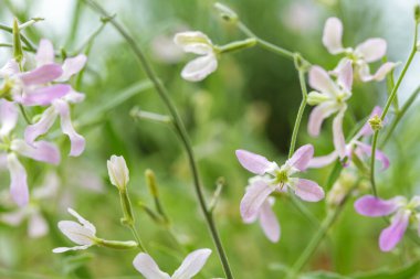 Çiçek açan gece kokulu stoklar (Matthiola longipetala)