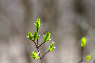 Bahar ormanı manzarası, daldaki genç yapraklar.