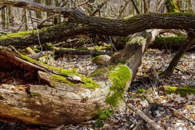Bahar ormanı manzarası, düşen yosun kaplı ağaç.