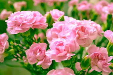 Pembe çalılık karanfil, güzel parlak buket