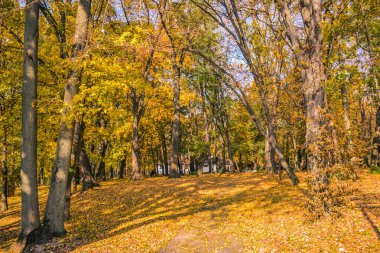Güzel sonbahar yaprakları. Parlak sarı, kırmızı, yeşil. Ukrayna 'da büyülü bir mevsim doğanın farklı renklerle parlayıp yandığı