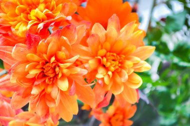 Bir buket çiçek, ateş gibi kırmızı ve bir ışık dekoru. Bir bukette çiçekler: Germini, Gerbera, Rose.