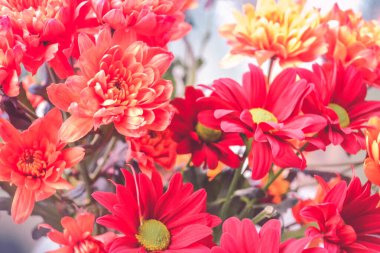 Bir buket çiçek, ateş gibi kırmızı ve bir ışık dekoru. Bir bukette çiçekler: Germini, Gerbera, Rose.