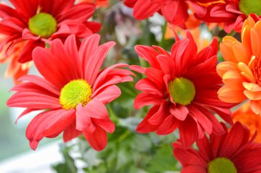 Bir buket çiçek, ateş gibi kırmızı ve bir ışık dekoru. Bir bukette çiçekler: Germini, Gerbera, Rose.