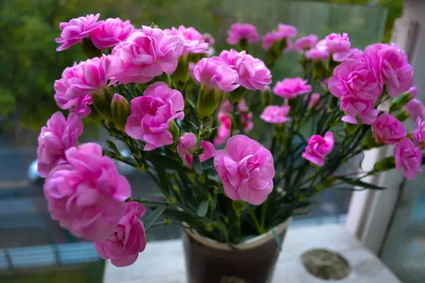 Pembe çalılık karanfil, güzel parlak buket