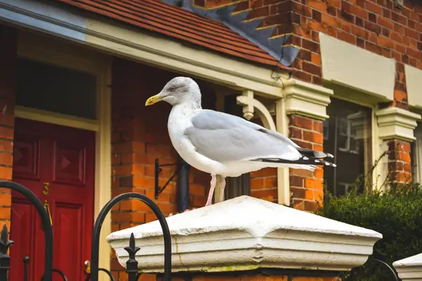 Bir martının yakın plan fotoğrafı.