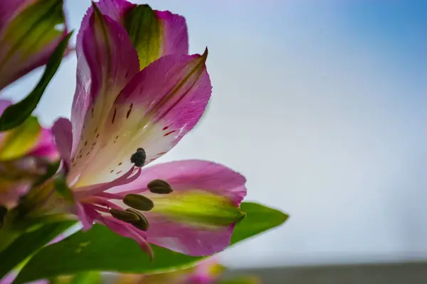 Alstroemeria çiçekleri narin pembe