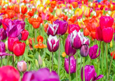 Renkli çiçekli lale tarlaları