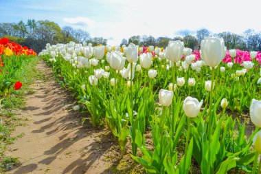 Lale tarlasında narin beyaz laleler