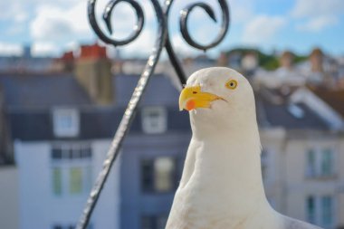 Bir martının yakın plan fotoğrafı.