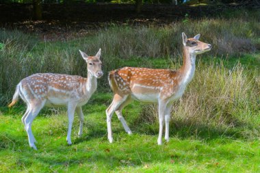 Birleşik Krallık, Sevenoaks, 29.09.2024: Doğal soygun ortamında geyik