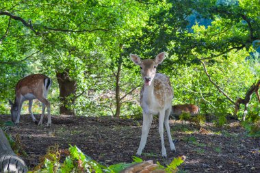 Birleşik Krallık, Sevenoaks, 29.09.2024: Doğal soygun ortamında geyik