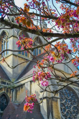 UK, Cambridge, 29.03.2024: view of The Church of Our Lady through flowering tree branches clipart