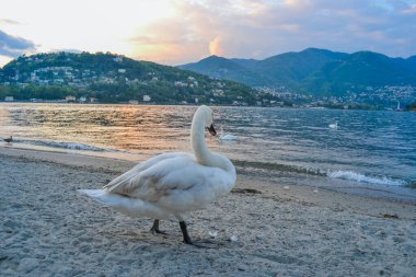 Güzel beyaz kuğu gün batımında suyun yanında