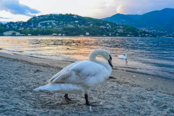 Güzel beyaz kuğu gün batımında suyun yanında
